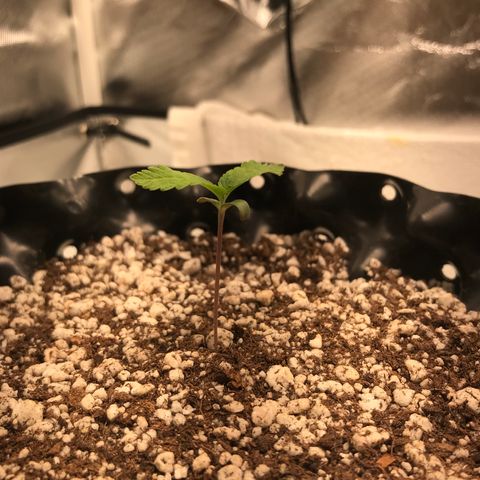 Amnesia Haze growlog timeline photo