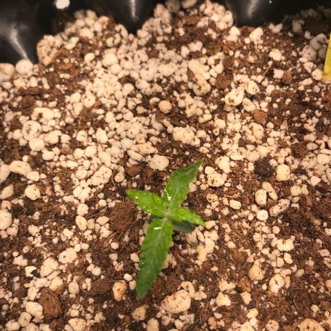 Cheese growlog timeline photo