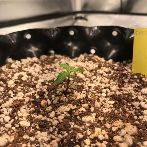 Cheese growlog timeline photo