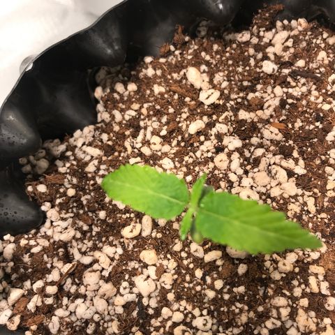 Amnesia Haze growlog timeline photo