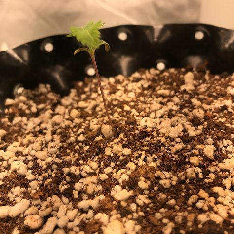 Amnesia Haze growlog timeline photo