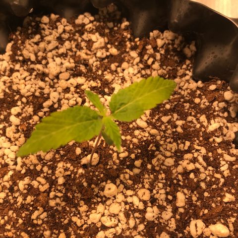 Amnesia Haze growlog timeline photo