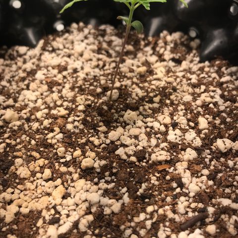 Amnesia Haze growlog timeline photo