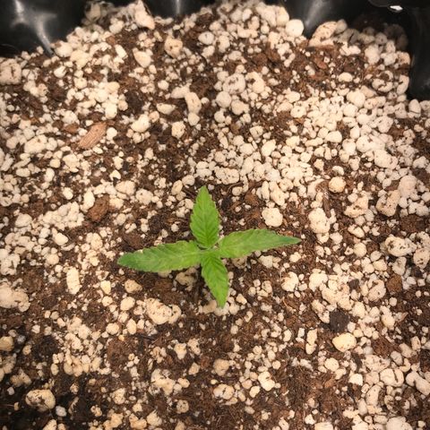 Cheese growlog timeline photo