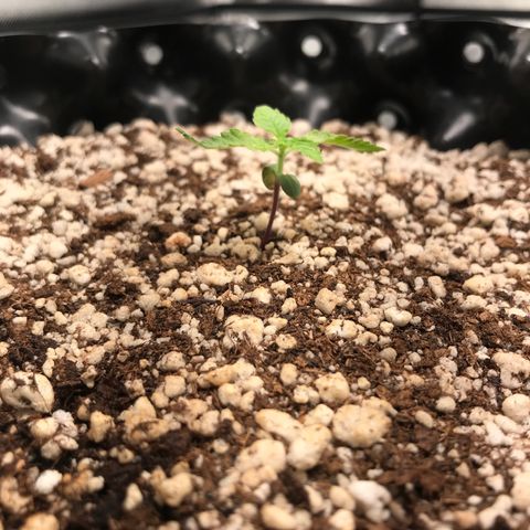 Cheese growlog timeline photo