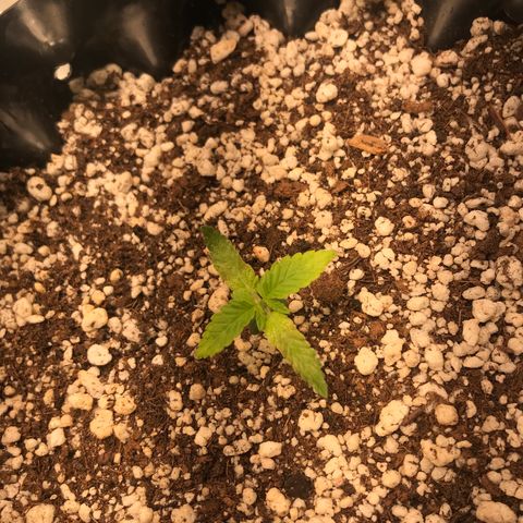 Cheese growlog timeline photo