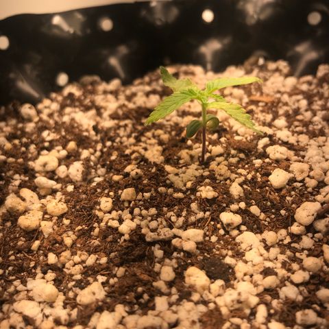Cheese growlog timeline photo