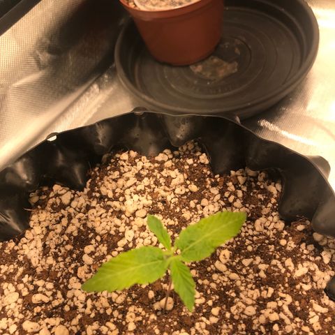 Amnesia Haze growlog timeline photo