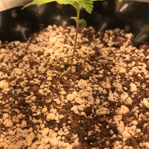 Amnesia Haze growlog timeline photo