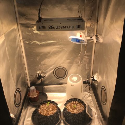 Amnesia Haze growlog timeline photo