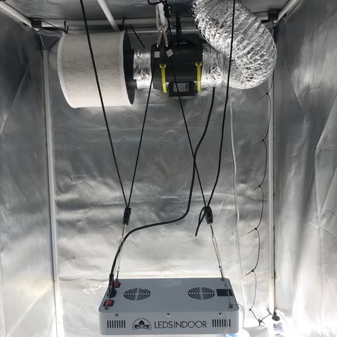 Amnesia Haze growlog timeline photo