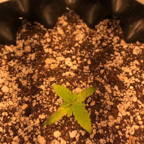 Cheese growlog timeline photo