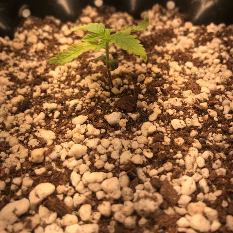 Cheese growlog timeline photo