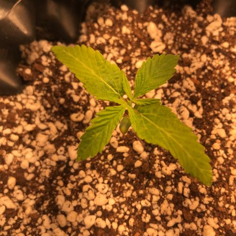 Amnesia Haze growlog timeline photo