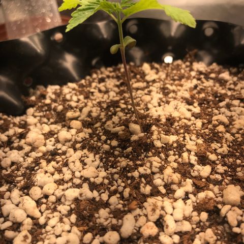 Amnesia Haze growlog timeline photo