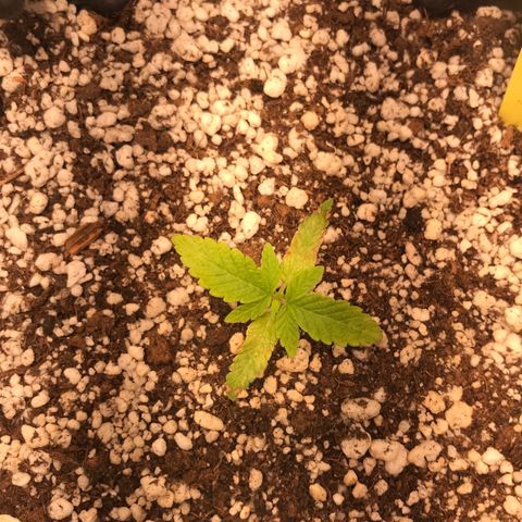 Cheese growlog timeline photo