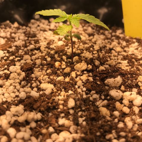 Cheese growlog timeline photo