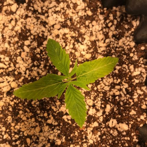 Amnesia Haze growlog timeline photo