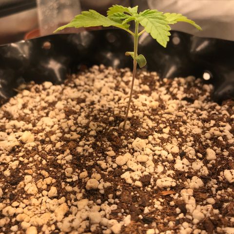Amnesia Haze growlog timeline photo