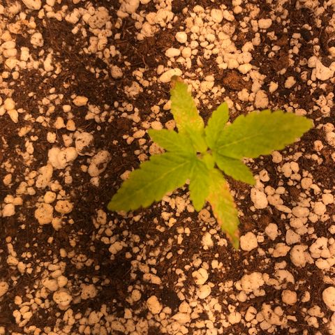 Cheese growlog timeline photo