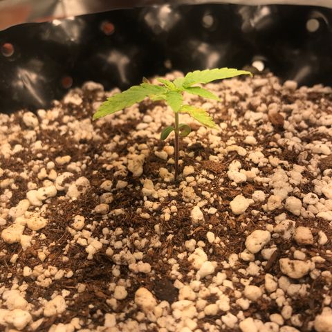 Cheese growlog timeline photo