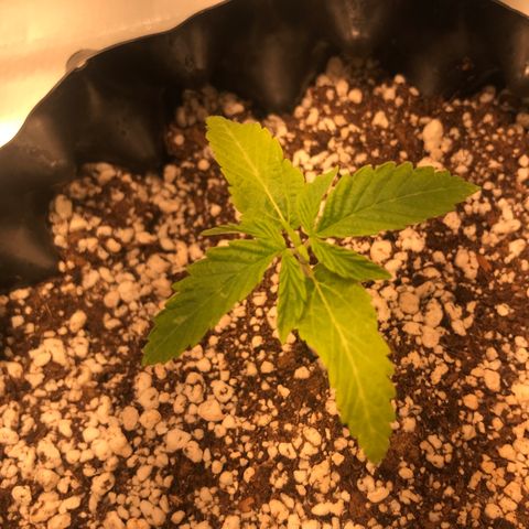Amnesia Haze growlog timeline photo