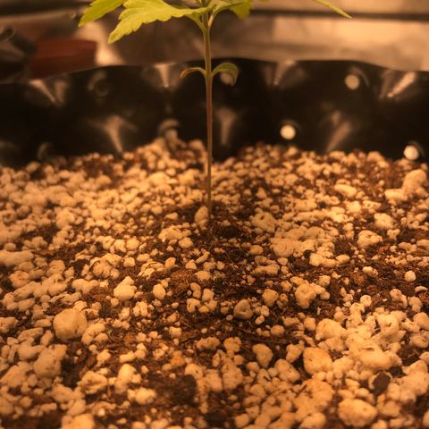 Amnesia Haze growlog timeline photo
