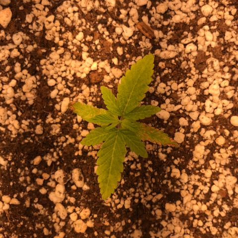 Cheese growlog timeline photo