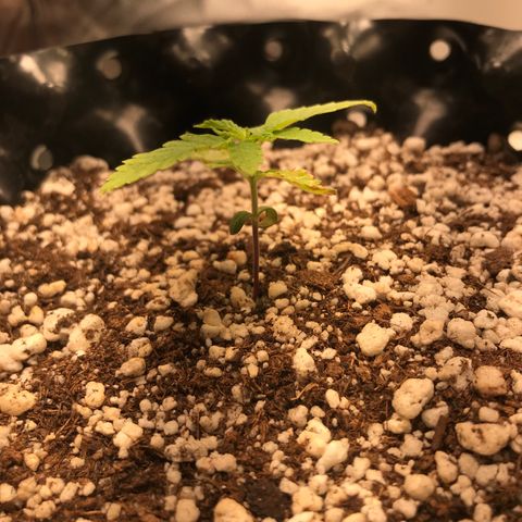 Cheese growlog timeline photo
