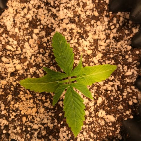 Amnesia Haze growlog timeline photo