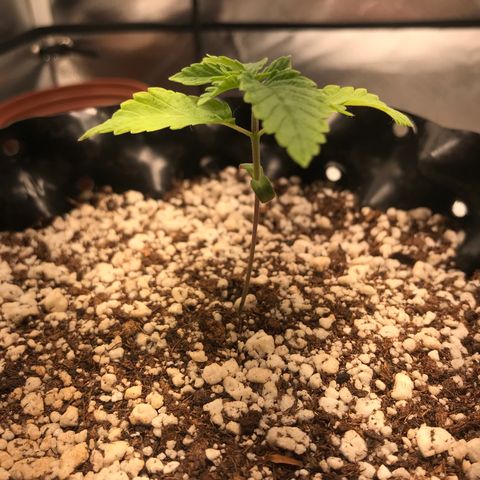Amnesia Haze growlog timeline photo