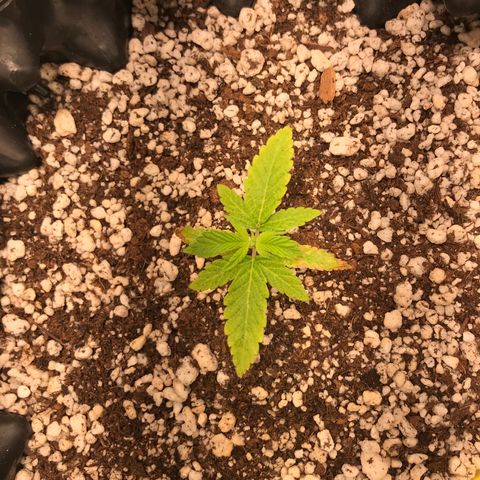 Cheese growlog timeline photo