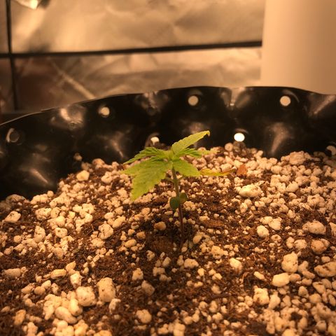 Cheese growlog timeline photo