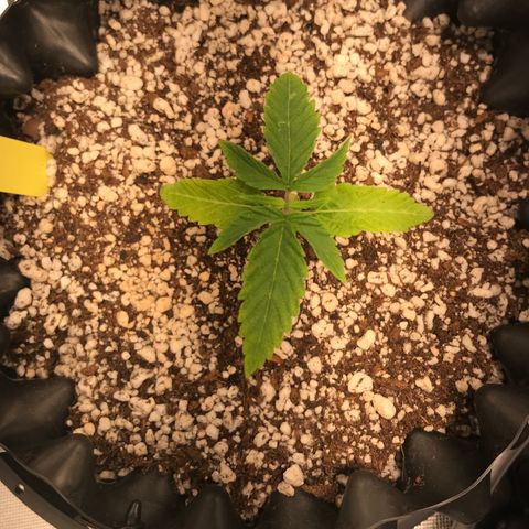 Amnesia Haze growlog timeline photo