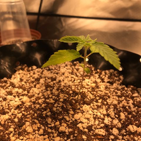 Amnesia Haze growlog timeline photo