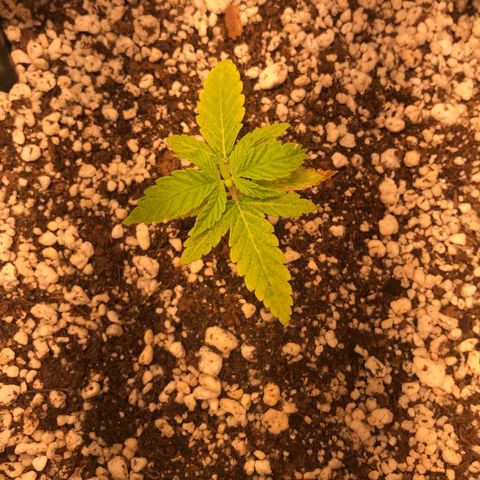 Cheese growlog timeline photo