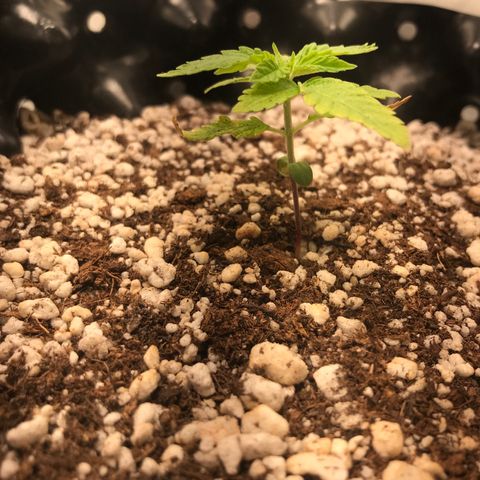 Cheese growlog timeline photo