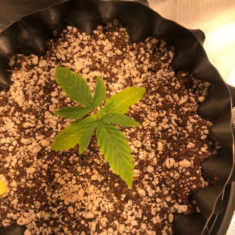 Amnesia Haze growlog timeline photo