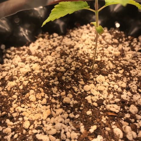 Amnesia Haze growlog timeline photo