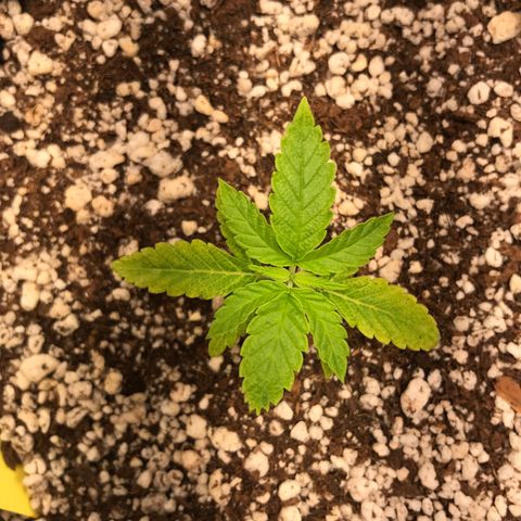 Cheese growlog timeline photo