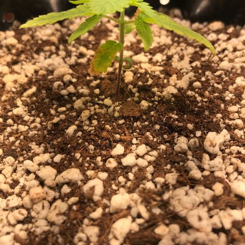 Cheese growlog timeline photo