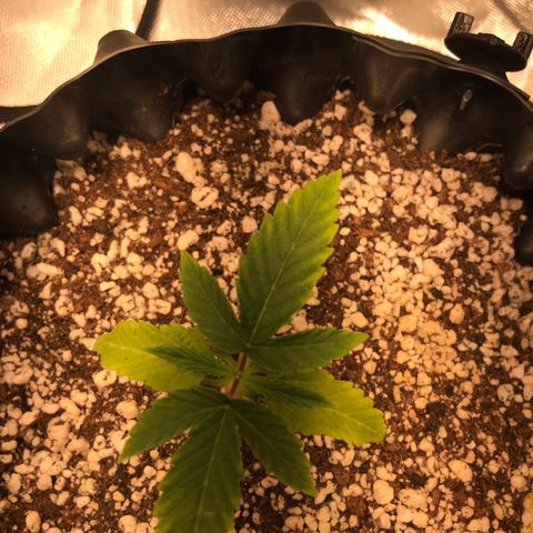 Amnesia Haze growlog timeline photo