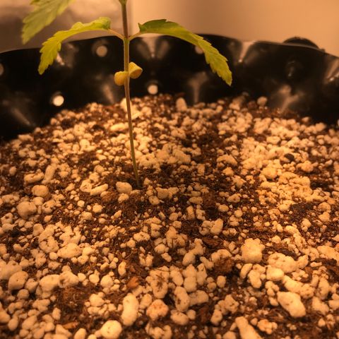Amnesia Haze growlog timeline photo