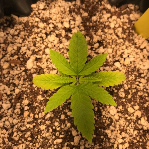 Cheese growlog timeline photo