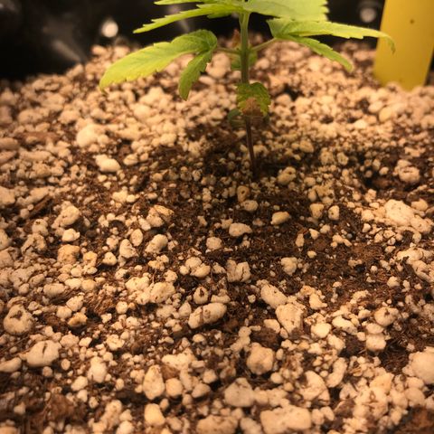 Cheese growlog timeline photo