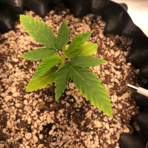 Amnesia Haze growlog timeline photo