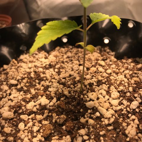 Amnesia Haze growlog timeline photo
