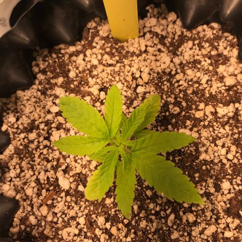 Cheese growlog timeline photo