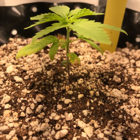 Cheese growlog timeline photo