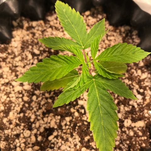 Amnesia Haze growlog timeline photo